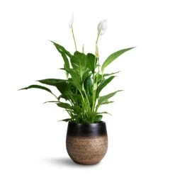 Spathiphyllum Vivaldi - Peace Lily -Greencore Store Spathuphyllum Vivaldi Peace Lilly 17x70cm Mya Plant Pot Deep Champagne 22x20cm