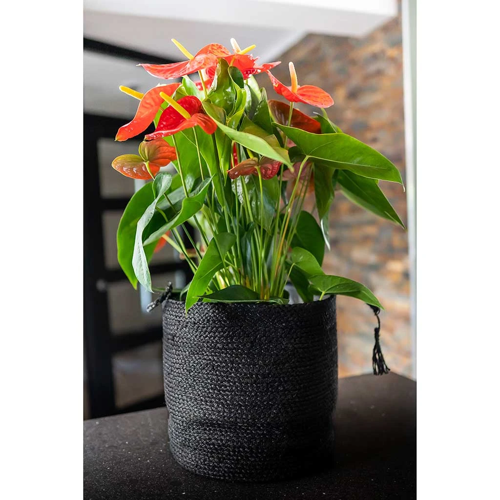 Stefan Plant Baskets - Set Of 3 - Black 4 Stefan Plant Baskets - Set Of 3 - Black - Image 2