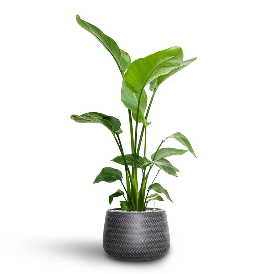 Angle Darcy Plant Pot - Anthracite 5 Angle Darcy Plant Pot - Anthracite - Image 3