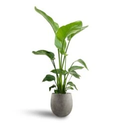 Grigio Balloon Plant Pot - Natural Concrete -Greencore Store Strelitzia nicolai Bird of Paradise Hydroculture 21 19 x 85cm Grigio Balloon Plant Pot Natural Concrete 30 x 30cm 5ec60632 445d 4e4d ae9d 2458275d2b3a