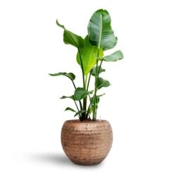 Opus Hammered Globe Planter - Gold -Greencore Store Strelitzia nicolai Bird of Paradise Hydroculture 22 19 x 105cm Opus Hammered Globe Planter Gold 41 x 32cm 2d8f23b4 2809 469b aa4b 63b9233be575