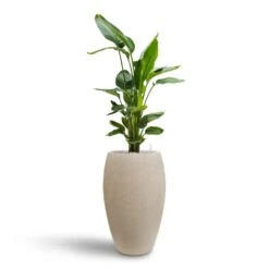 Raindrop Tall Balloon Planter - Stone 15 Raindrop Tall Balloon Planter - Stone -Greencore Store Strelitzia nicolai Bird of Paradise Hydroculture 26 25 x 140cm Raindrop Tall Balloon Planter Stone 37 x 60cm 006ff816 0692 4d8c b25b 5f61a9160b58