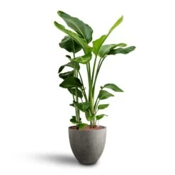 Grigio Egg Pot Planter - Natural Concrete -Greencore Store Strelitzia nicolai Bird of Paradise Hydroculture 28 19 x 100cm Grigio Egg Pot Planter Natural Concrete 40 x 36cm a07386ec cb63 4db4 9583 b2f12f0ff838