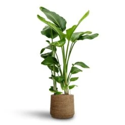 Patt Plant Pot - Straw Grass -Greencore Store Strelitzia nicolai Bird of Paradise Hydroculture 28 19 x 100cm Patt Plant Pot Straw Grass 35 x 30cm