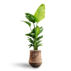 Polystone Coated Darcy Planter - Rock 15 Polystone Coated Darcy Planter - Rock -Greencore Store Strelitzia nicolai Bird of Paradise Hydroculture Polystone Coated Darcy Planter Rock