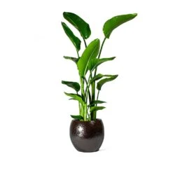 Kae Plant Pot - Mocha -Greencore Store Strelitzia nicolai Bird of Paradise Kae Plant Pot Mocha