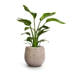 Ryan Plant Pot - White Black -Greencore Store Strelitzia nicolai Giant White Bird Of Paradise 17x60cm Ryan Plant Pot White Black 26x26cm