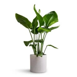 Azalea Ribbed Plant Pot - Speckled Grey Stone -Greencore Store Strelitzia nicolai Giant White Bird of Paradise 17x70cm Azalea Ribbed Plant Pot Speckled Grey Stone 20x20cm cf7dbbc7 e58b 4ab4 a3be 8a75fdb41c9a