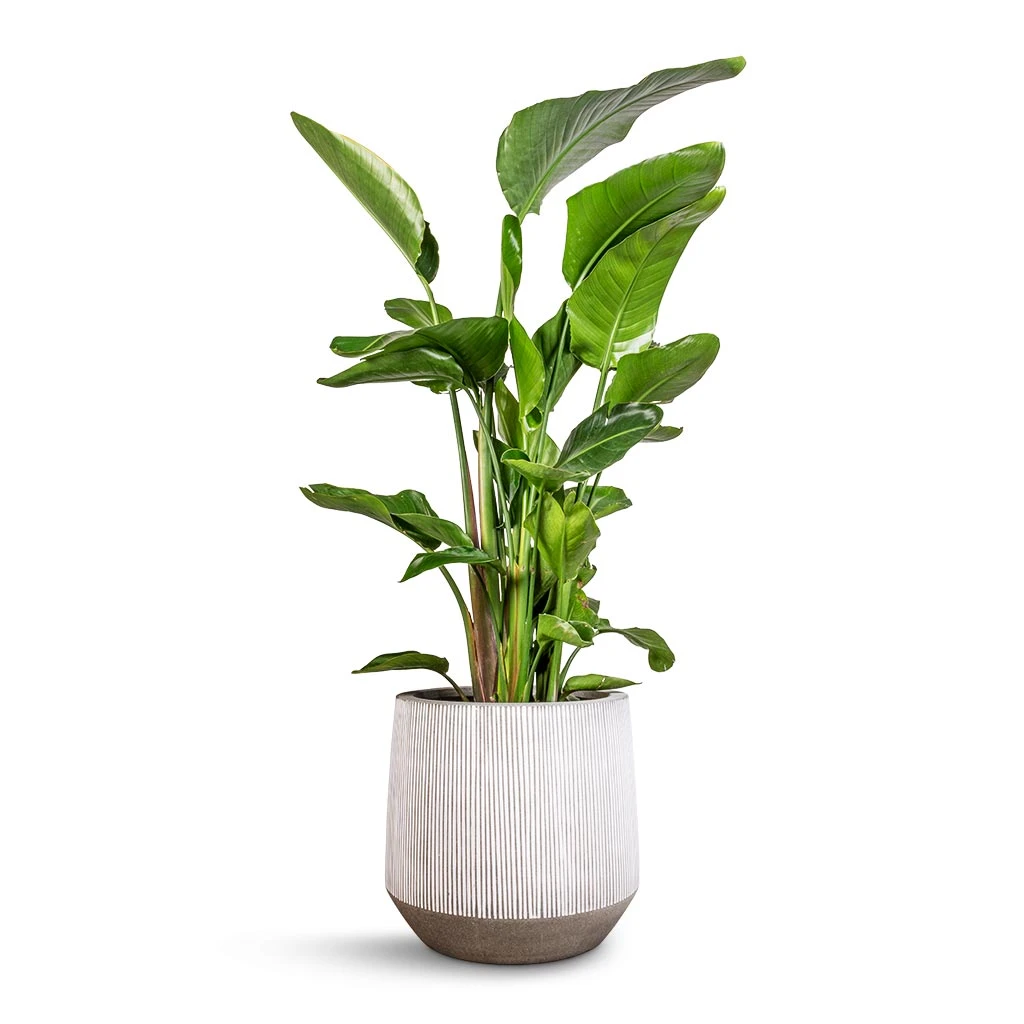 Harith Plant Pot - Ridged White Stripe 6 Harith Plant Pot - Ridged White Stripe - Image 4