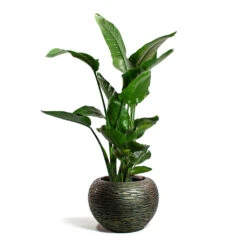 Luxe Lite Wrinkle Globe Planter - Bronze 16 Luxe Lite Wrinkle Globe Planter - Bronze -Greencore Store Strelitzia nicolai Giant White Bird of Paradise Luxe Lite Wrinkle Globe Planter Bronze