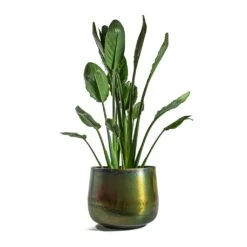 Elisa Metal Plant Pots - Set Of 3 - Vintage Green -Greencore Store Strelitzia reginea Bird of Paradise Elisa Metal Plant Pots Set of 3 Vintage Green d44424f7 8ab5 419c 9b60 4faa08d8f634