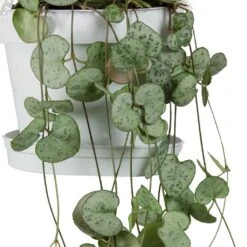 Ceropegia Woodii - String Of Hearts -Greencore Store String Of Hearts Ceropegia Woodii Leaves