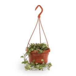 Ceropegia Woodii - String Of Hearts -Greencore Store String of hearts 14x30cm withhanger