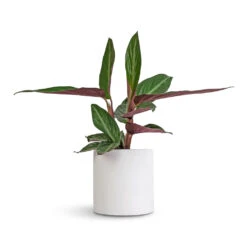 Puk Essentials Planter - Matt White -Greencore Store Stromanthe sanguinea Stripestar 12x40cm Puk Essentials Planter Matt White 15x15cm a76da8e0 1bc6 41ab 8e72 509005662afd