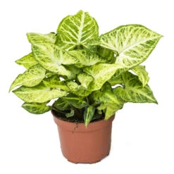 Syngonium Nephthytis Arrow - Arrow Plant -Greencore Store Syngonium nephphytis Arrow Arrow Plant 12cm