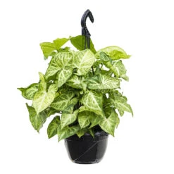 Syngonium Nephthytis Arrow - Arrow Plant -Greencore Store Syngonium nephphytis Arrow Arrow Plant 16cm