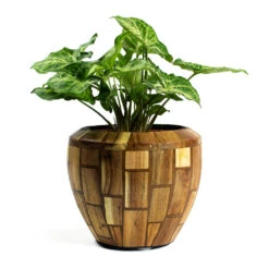 Syngonium Nephthytis Arrow - Arrow Plant -Greencore Store Syngonium nephphytis Arrow Arrow Plant Facets Couple Planter Jenga 54af67d5 73e9 402a b5eb 1a1c090527f5