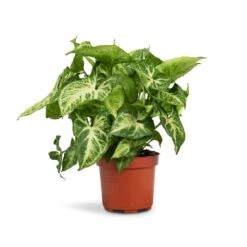 Syngonium Nephthytis Arrow - Arrow Plant -Greencore Store Syngonium nephthytis Arrow Arrow Plant 12x25cm