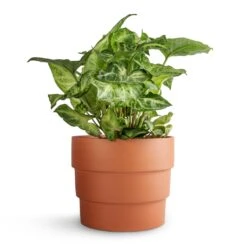 Syngonium Nephthytis Arrow - Arrow Plant -Greencore Store Syngonium nephthytis Arrow Arrow Plant 12x25cm Boston Tiered Plant Pot Terracotta 16.5x14cm ac8d8d63 258c 4789 9c4c 545136e19f3a