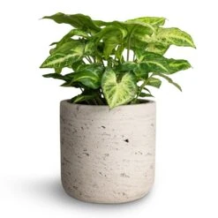 Syngonium Nephthytis Arrow - Arrow Plant -Greencore Store Syngonium nephthytis Arrow Arrow Plant 12x25cm Charlie Plant Pot Grey Washed 15x15cm