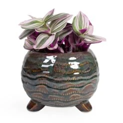 Dewi Plant Pot - Marrakesh 25 Dewi Plant Pot - Marrakesh -Greencore Store Tradescantia albiflora Nanouk Fantasy Venice 12x20cm Dewi Plant Pot Marrakesh 18x14cm ab7664e9 3f12 40d0 8c91 8405f298b238