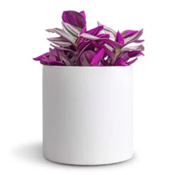 Puk Essentials Planter - Matt White -Greencore Store Tradescantia albiflora Nanouk Fantasy Venice 12x20cm Puk Essentials Planter Matt White 15x15cm dd64377e 9d7b 4047 88a3 a6711f9be8f3