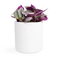 Puk Essentials Planter - Matt White -Greencore Store Tradescantia albiflora Nanouk Fantasy Venice 12x20cm Puk Planter Matt White 15x15cm 2940d00b 6251 497d 9103 546a7a0f0b47