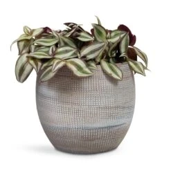 Dex Plant Pot - Earth -Greencore Store Tradescantia zebrina Inch Plant 12x10cm Dex Plant Pot Earth 19x16cm 6f8f2394 de96 4614 87e6 9cc037320325