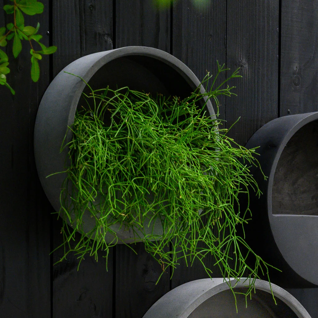 Wally Natural Wall Planter - Black 4 Wally Natural Wall Planter - Black - Image 2