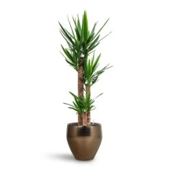Yucca - HydroCare 27 Yucca - HydroCare -Greencore Store Yucca HydroCare Amora Couple Planter Gold