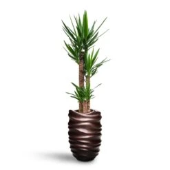 Yucca - HydroCare 32 Yucca - HydroCare -Greencore Store Yucca HydroCare Gradient Lee Partner Planter Matt Coffee
