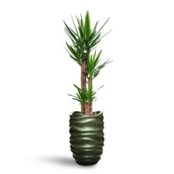Yucca - HydroCare 30 Yucca - HydroCare -Greencore Store Yucca HydroCare Gradient Lee Partner Planter Matt Forest