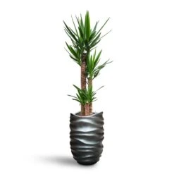 Yucca - HydroCare 31 Yucca - HydroCare -Greencore Store Yucca HydroCare Gradient Lee Partner Planter Matt Grey