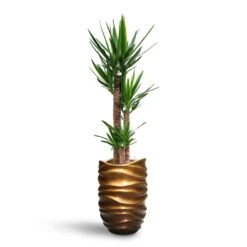 Yucca - HydroCare 29 Yucca - HydroCare -Greencore Store Yucca HydroCare Gradient Lee Partner Planter Matt Honey