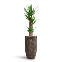 Yucca - HydroCare 28 Yucca - HydroCare -Greencore Store Yucca HydroCare Luxe Lite Layer Partner Planter Bronze