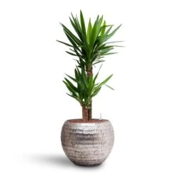 Yucca - HydroCare 25 Yucca - HydroCare -Greencore Store Yucca Hydroculture 2 stems Opus Hammered Globe Planter Silver 40 x 32cm