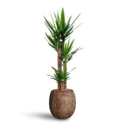 Yucca - HydroCare 23 Yucca - HydroCare -Greencore Store Yucca Hydroculture 3 stems Polystone Coated Balloon Planter Rock 42 x 42cm