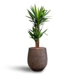 Opus Hit Darcy Planter - Gold -Greencore Store Yucca Hydroculture2 stems Opus Hit Darcy Planter Gold 38 x 42cm 04908255 b56c 4702 b908 58842c47f8b6