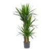 Yucca - HydroCare 2 Yucca - HydroCare -Greencore Store Yucca Multi Stem Hydroculture Indoor Plant 3Stems