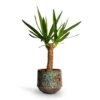 Yucca Elephantipes - Spineless Yucca -Greencore Store Yucca elephantipes Spineless Yucca 14x60cm Noud Plant Pot Marrakesh 20x17cm d4bb2117 b8df 4248 8b44 b527fe74df1e