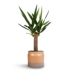 Yucca Elephantipes - Spineless Yucca -Greencore Store Yucca elephantipes Spineless Yucca 14x60cm Puro Ripple Plant Pot Peach 17x16cm 46a05443 b5cb 422b a2bf e59f8275c0eb