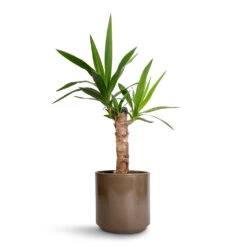 Yucca Elephantipes - Spineless Yucca -Greencore Store Yucca elephantipes Spineless Yucca 14x60cm Remmi Glaze Plant Pot Mocha 16x16cm 1c6be7b0 2591 4983 ae2e 27dbbf498880