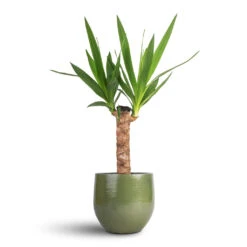 Yucca Elephantipes - Spineless Yucca -Greencore Store Yucca elephantipes Spineless Yucca 14x60cm Zembla Plant Pot Green 18x16cm cfe1428c 99d3 4149 850d db0f952095ec