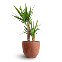 Yucca Elephantipes - Spineless Yucca -Greencore Store Yucca elephantipes Spineless Yucca 17x75cm 2 stems Bola Artstone Plant Pot Oak 28x24cm 3e7d453a 49ea 4953 8e21 75e7ec01425d