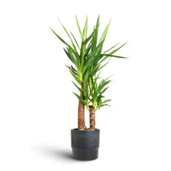 Yucca Elephantipes - Spineless Yucca -Greencore Store Yucca elephantipes Spineless Yucca 17x75cm 2 stems Erik Plant Pot Denim 20x18cm 12172a6c d381 4af3 b9f2 aad55de4736f
