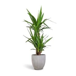 Yucca Elephantipes - Spineless Yucca -Greencore Store Yucca elephantipes Spineless Yucca 21x100cm 3 stems Lagos Plant Pot Cement 26x26cm e37531bc 122c 41f8 945b 3460f7b08555