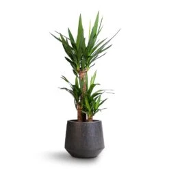 Yucca Elephantipes - Spineless Yucca -Greencore Store Yucca elephantipes Spineless Yucca 21x90cm Raindrop Tube Round Planter Anthracite 95d2d7c8 2c84 4dbd 8d58 40c76d2dad16