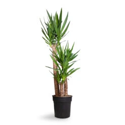 Yucca Elephantipes - Spineless Yucca -Greencore Store Yucca elephantipes Spineless Yucca 27x140cm 3stems