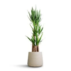 Patt Plant Pot - Grey Washed -Greencore Store Yucca elephantipes Spineless Yucca 27x140cm 3 stems Patt Plant Pot Grey Washed 34x29cm 630c5807 2666 4901 b81d 025acce65f5a