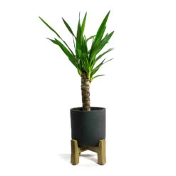 Charlie Plant Pot - Low Stand - Black Washed -Greencore Store Yucca elephantipes Spineless Yucca Charlie Plant Pot Low Stand Black Washed